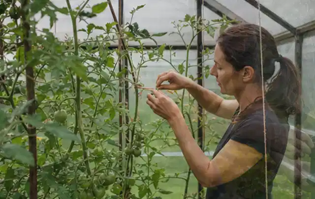 Person bindet junge Tomatentriebe in einem privaten Gewächshaus vorsichtig an; Thema Knoblauch, Schwerpunkt Gewächshaus; Kontrolle.