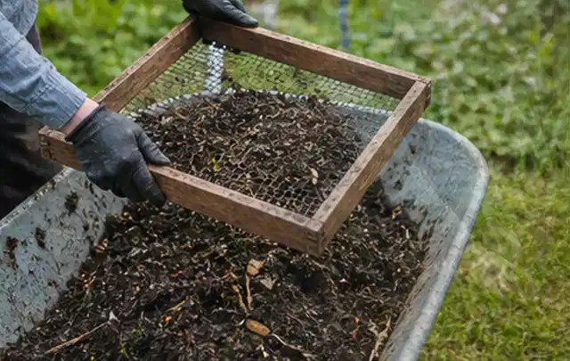 Behandschuhte Hände sieben reifen Kompost über einer Gartenschubkarre; Thema Knoblauch, Schwerpunkt Hochbeet; Ausgangslage.