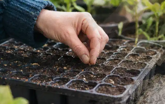 Hand legt einzelne Samen in vorbereitete Anzuchtschalen mit lockerer Erde; Thema Knoblauch, Schwerpunkt Hochbeet; Umsetzung.