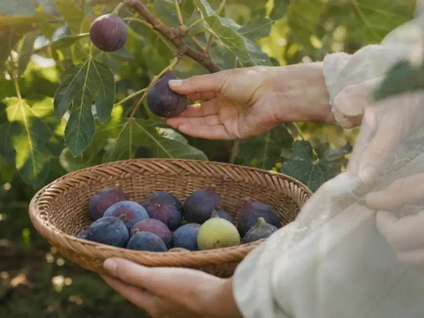 Hand pflückt eine reife Feige über einem flachen Korb mit Früchten; Thema Knoblauch, Schwerpunkt Lagerung; Titelbild.