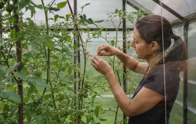 Person bindet junge Tomatentriebe in einem privaten Gewächshaus vorsichtig an; Thema Knoblauch, Schwerpunkt Lagerung; Ausgangslage.