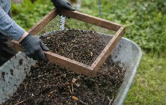 Behandschuhte Hände sieben reifen Kompost über einer Gartenschubkarre; Thema Knoblauch, Schwerpunkt Lagerung; Kontrolle.