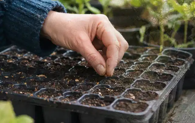 Hand legt einzelne Samen in vorbereitete Anzuchtschalen mit lockerer Erde; Thema Knoblauch, Schwerpunkt Lagerung; Ergebnis.