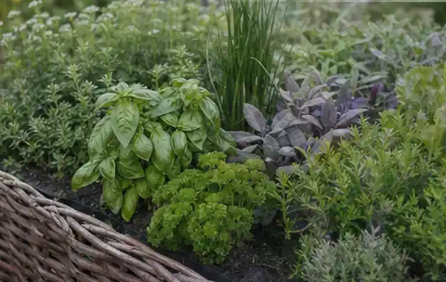 Dichtes Hochbeet mit Basilikum Schnittlauch Petersilie Salbei und weiteren Küchenkräutern; Thema Knoblauch, Schwerpunkt Lagerung; Praxisalltag.