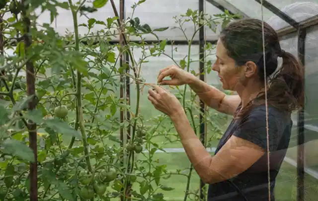 Person bindet junge Tomatentriebe in einem privaten Gewächshaus vorsichtig an; Thema Knoblauch, Schwerpunkt Nährstoffe; Ausgangslage.
