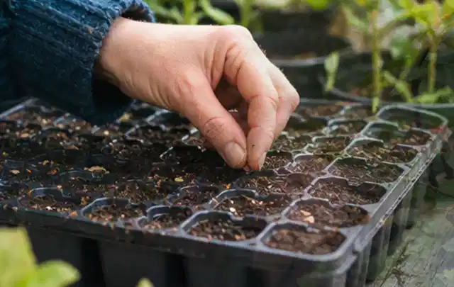 Hand legt einzelne Samen in vorbereitete Anzuchtschalen mit lockerer Erde; Thema Knoblauch, Schwerpunkt Pflanzenschutz; Praxisalltag.