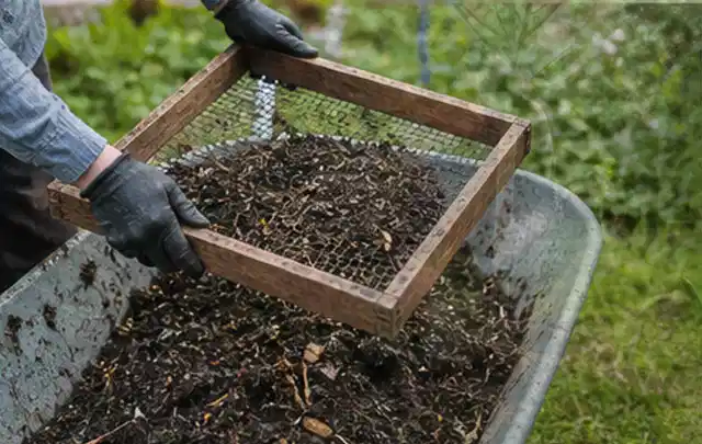 Behandschuhte Hände sieben reifen Kompost über einer Gartenschubkarre; Thema Knoblauch, Schwerpunkt Pflanzung; Kontrolle.