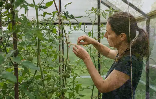 Person bindet junge Tomatentriebe in einem privaten Gewächshaus vorsichtig an; Thema Knoblauch, Schwerpunkt Pflanzung; Praxisalltag.