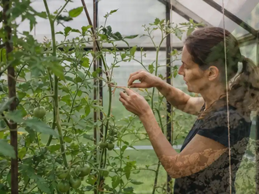 Person bindet junge Tomatentriebe in einem privaten Gewächshaus vorsichtig an; Thema Knoblauch, Schwerpunkt Schnitt; Titelbild.