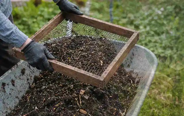 Behandschuhte Hände sieben reifen Kompost über einer Gartenschubkarre; Thema Knoblauch, Schwerpunkt Schnitt; Ergebnis.
