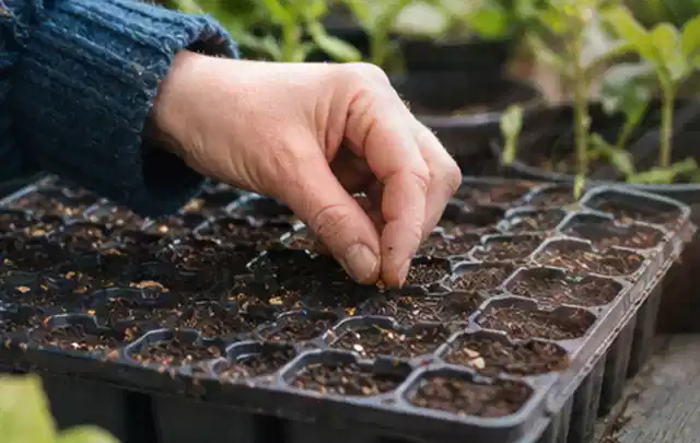 Hand legt einzelne Samen in vorbereitete Anzuchtschalen mit lockerer Erde; Thema Knoblauch, Schwerpunkt Schnitt; Praxisalltag.