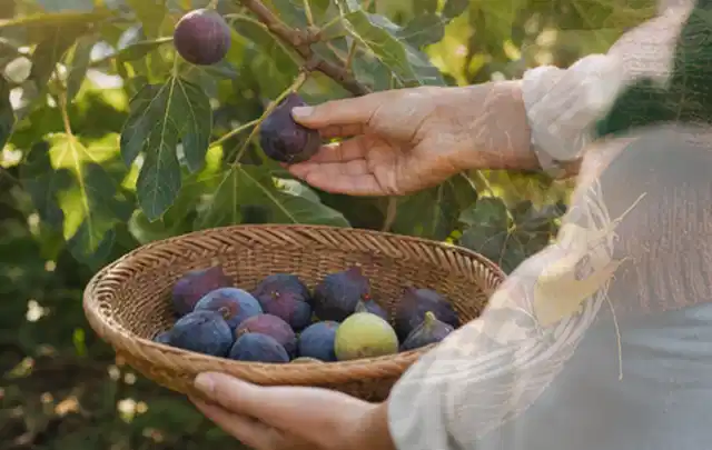 Hand pflückt eine reife Feige über einem flachen Korb mit Früchten; Thema Knoblauch, Schwerpunkt Sortenwahl; Ausgangslage.