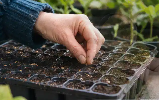Hand legt einzelne Samen in vorbereitete Anzuchtschalen mit lockerer Erde; Thema Knoblauch, Schwerpunkt Sortenwahl; Ergebnis.