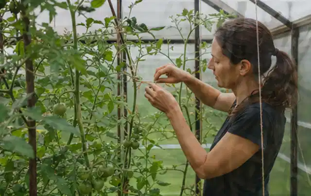 Person bindet junge Tomatentriebe in einem privaten Gewächshaus vorsichtig an; Thema Knoblauch, Schwerpunkt Standort; Ausgangslage.