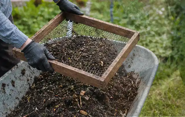 Behandschuhte Hände sieben reifen Kompost über einer Gartenschubkarre; Thema Knoblauch, Schwerpunkt Standort; Kontrolle.