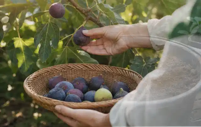 Hand pflückt eine reife Feige über einem flachen Korb mit Früchten; Thema Knoblauch, Schwerpunkt Standort; Praxisalltag.