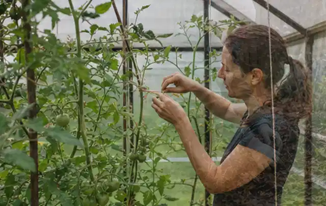 Person bindet junge Tomatentriebe in einem privaten Gewächshaus vorsichtig an; Thema Kohl, Schwerpunkt Anbau; Kontrolle.