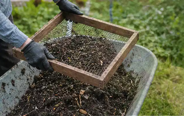 Behandschuhte Hände sieben reifen Kompost über einer Gartenschubkarre; Thema Kohl, Schwerpunkt Aussaat; Kontrolle.