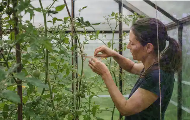 Person bindet junge Tomatentriebe in einem privaten Gewächshaus vorsichtig an; Thema Kohl, Schwerpunkt Aussaat; Praxisalltag.