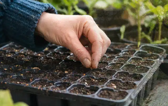 Hand legt einzelne Samen in vorbereitete Anzuchtschalen mit lockerer Erde; Thema Kohl, Schwerpunkt Balkongarten; Kontrolle.