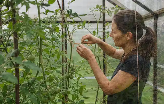 Person bindet junge Tomatentriebe in einem privaten Gewächshaus vorsichtig an; Thema Kohl, Schwerpunkt Bewässerung; Umsetzung.