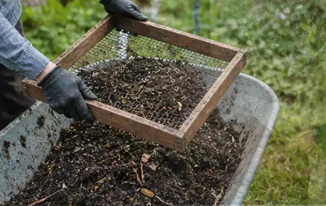 Behandschuhte Hände sieben reifen Kompost über einer Gartenschubkarre; Thema Kohl, Schwerpunkt Einsteigerwissen; Umsetzung.