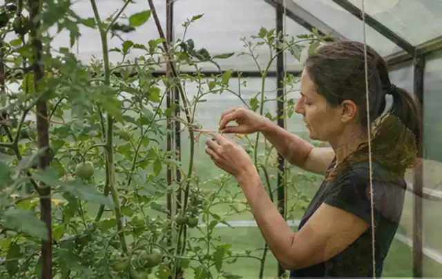 Person bindet junge Tomatentriebe in einem privaten Gewächshaus vorsichtig an; Thema Kohl, Schwerpunkt Einsteigerwissen; Kontrolle.