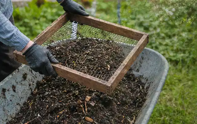 Behandschuhte Hände sieben reifen Kompost über einer Gartenschubkarre; Thema Kohl, Schwerpunkt Ernteprobleme; Umsetzung.