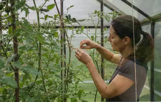 Person bindet junge Tomatentriebe in einem privaten Gewächshaus vorsichtig an; Thema Kohl, Schwerpunkt Ernteprobleme; Ergebnis.