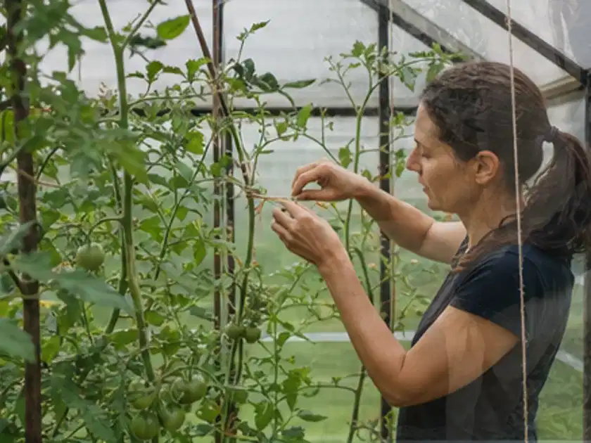 Person bindet junge Tomatentriebe in einem privaten Gewächshaus vorsichtig an; Thema Kohl, Schwerpunkt Gewächshaus; Titelbild.