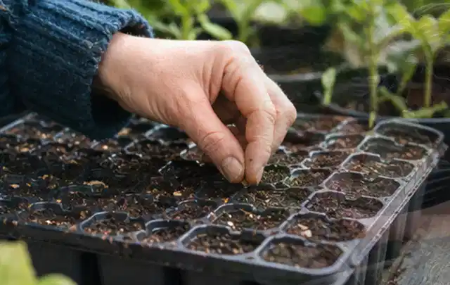 Hand legt einzelne Samen in vorbereitete Anzuchtschalen mit lockerer Erde; Thema Kohl, Schwerpunkt Hochbeet; Umsetzung.