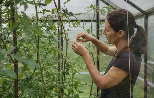 Person bindet junge Tomatentriebe in einem privaten Gewächshaus vorsichtig an; Thema Kohl, Schwerpunkt Lagerung; Umsetzung.