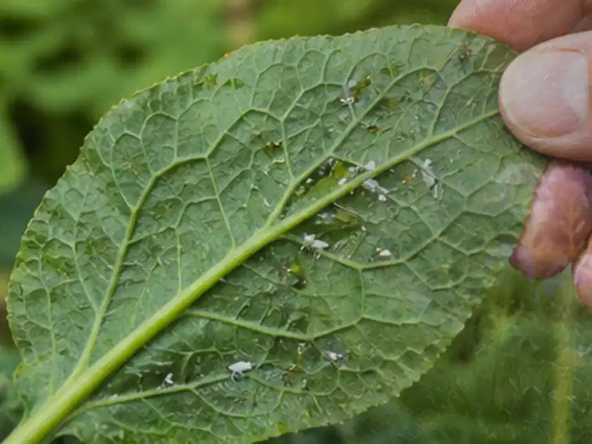 Hand hält ein Blatt mit kleinen hellen Schädlingen auf der Unterseite; Thema Kohl, Schwerpunkt Pflanzenschutz; Titelbild.