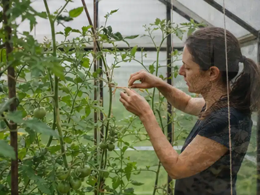 Person bindet junge Tomatentriebe in einem privaten Gewächshaus vorsichtig an; Thema Kohl, Schwerpunkt Pflanzung; Titelbild.