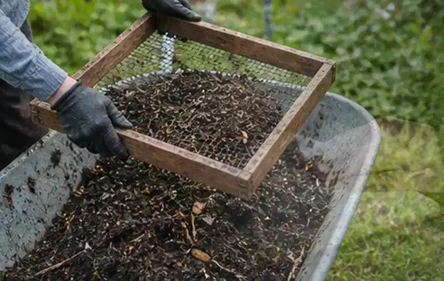 Behandschuhte Hände sieben reifen Kompost über einer Gartenschubkarre; Thema Kohl, Schwerpunkt Pflanzung; Praxisalltag.