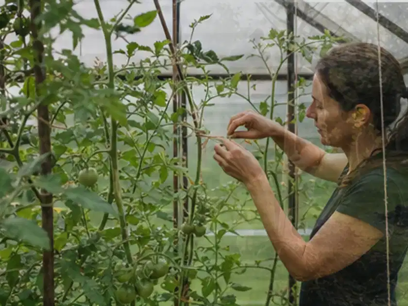 Person bindet junge Tomatentriebe in einem privaten Gewächshaus vorsichtig an; Thema Kohl, Schwerpunkt Sortenwahl; Titelbild.