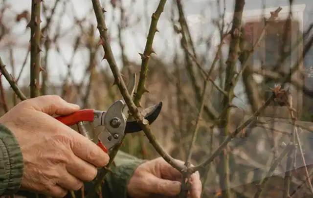 Hände schneiden einen älteren Rosenstrauch mit einer sauberen Gartenschere; Thema Komposter, Schwerpunkt Bestenliste; Ausgangslage.