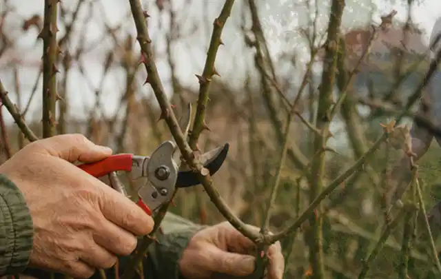Hände schneiden einen älteren Rosenstrauch mit einer sauberen Gartenschere; Thema Komposter, Schwerpunkt Checkliste; Ergebnis.