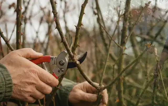 Hände schneiden einen älteren Rosenstrauch mit einer sauberen Gartenschere; Thema Komposter, Schwerpunkt Dimensionierung; Umsetzung.