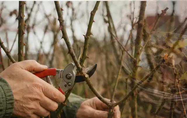 Hände schneiden einen älteren Rosenstrauch mit einer sauberen Gartenschere; Thema Komposter, Schwerpunkt Nachhaltigkeit; Ergebnis.