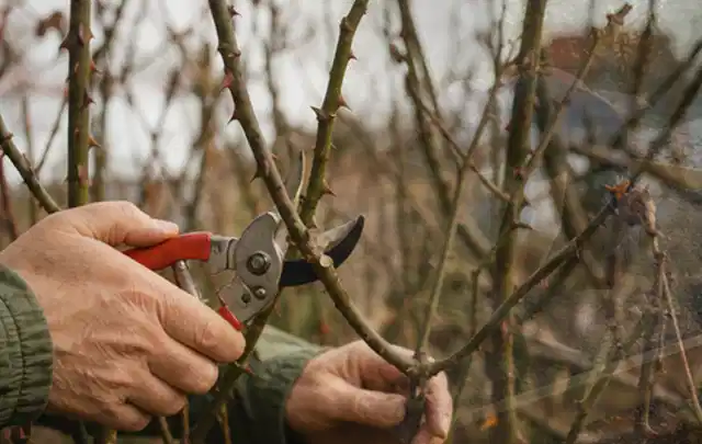 Hände schneiden einen älteren Rosenstrauch mit einer sauberen Gartenschere; Thema Komposter, Schwerpunkt Reparatur; Ausgangslage.