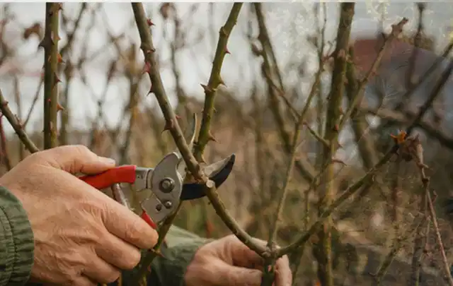 Hände schneiden einen älteren Rosenstrauch mit einer sauberen Gartenschere; Thema Komposter, Schwerpunkt Sicherheit; Umsetzung.