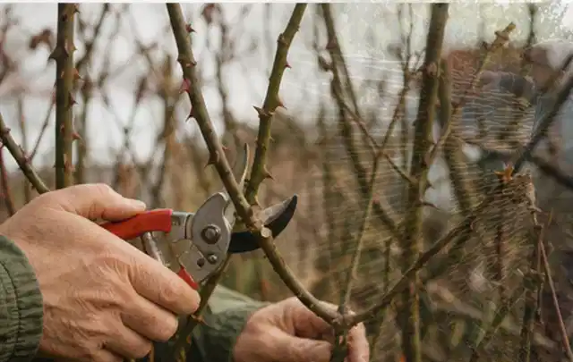 Hände schneiden einen älteren Rosenstrauch mit einer sauberen Gartenschere; Thema Komposter, Schwerpunkt Testkriterien; Umsetzung.