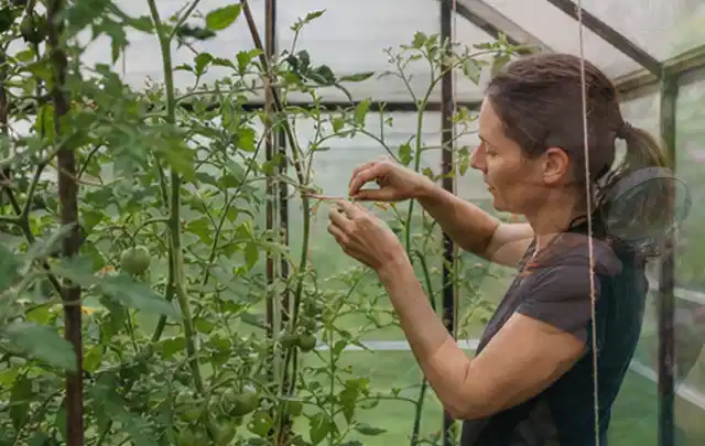 Person bindet junge Tomatentriebe in einem privaten Gewächshaus vorsichtig an; Thema Koriander, Schwerpunkt Aussaat; Kontrolle.