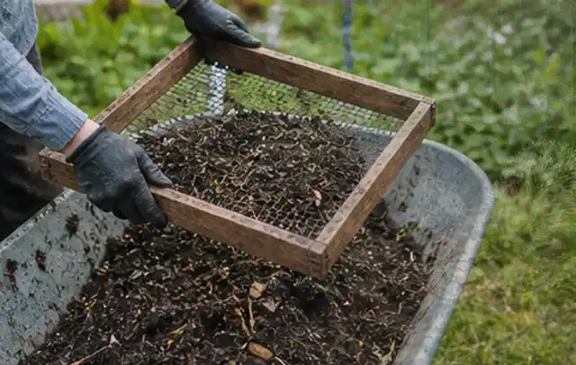 Behandschuhte Hände sieben reifen Kompost über einer Gartenschubkarre; Thema Koriander, Schwerpunkt Aussaat; Praxisalltag.