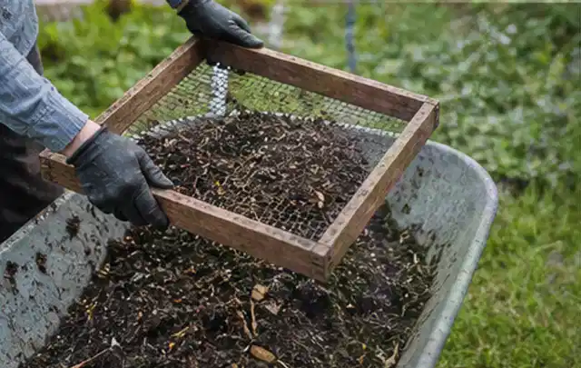 Behandschuhte Hände sieben reifen Kompost über einer Gartenschubkarre; Thema Koriander, Schwerpunkt Bewässerung; Umsetzung.