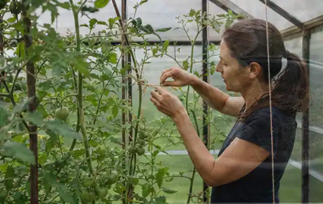 Person bindet junge Tomatentriebe in einem privaten Gewächshaus vorsichtig an; Thema Koriander, Schwerpunkt Bewässerung; Ergebnis.