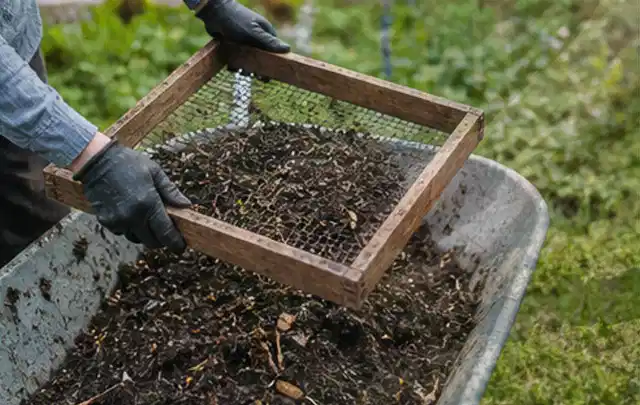 Behandschuhte Hände sieben reifen Kompost über einer Gartenschubkarre; Thema Koriander, Schwerpunkt Einsteigerwissen; Umsetzung.