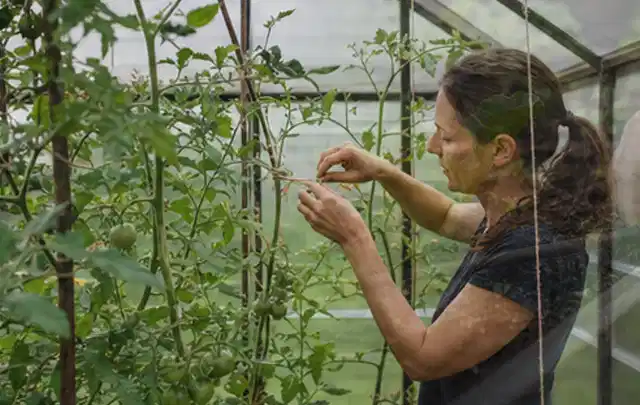 Person bindet junge Tomatentriebe in einem privaten Gewächshaus vorsichtig an; Thema Koriander, Schwerpunkt Einsteigerwissen; Kontrolle.