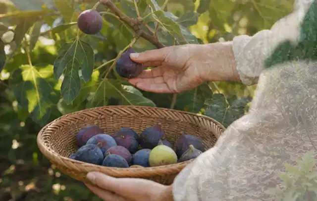 Hand pflückt eine reife Feige über einem flachen Korb mit Früchten; Thema Koriander, Schwerpunkt Einsteigerwissen; Praxisalltag.